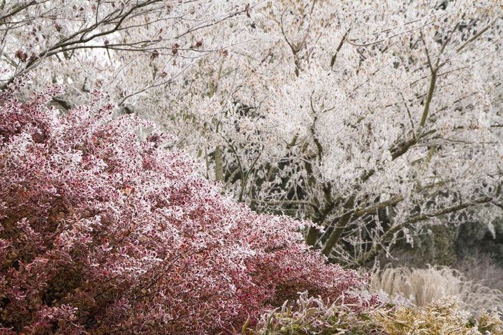 Cherry Bomb® Japanese Barberry