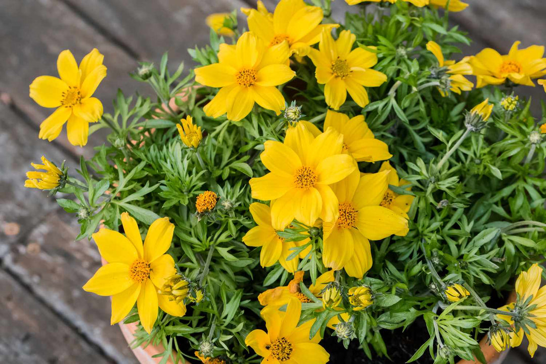 Bidens Yellow