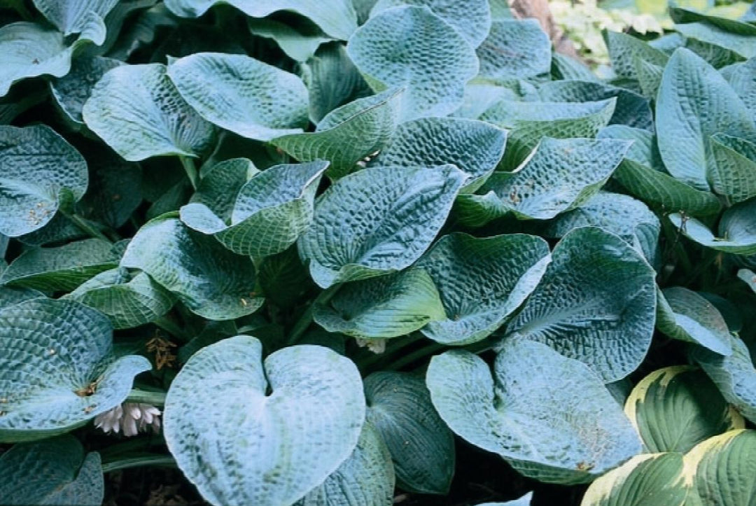 Big Daddy Hosta