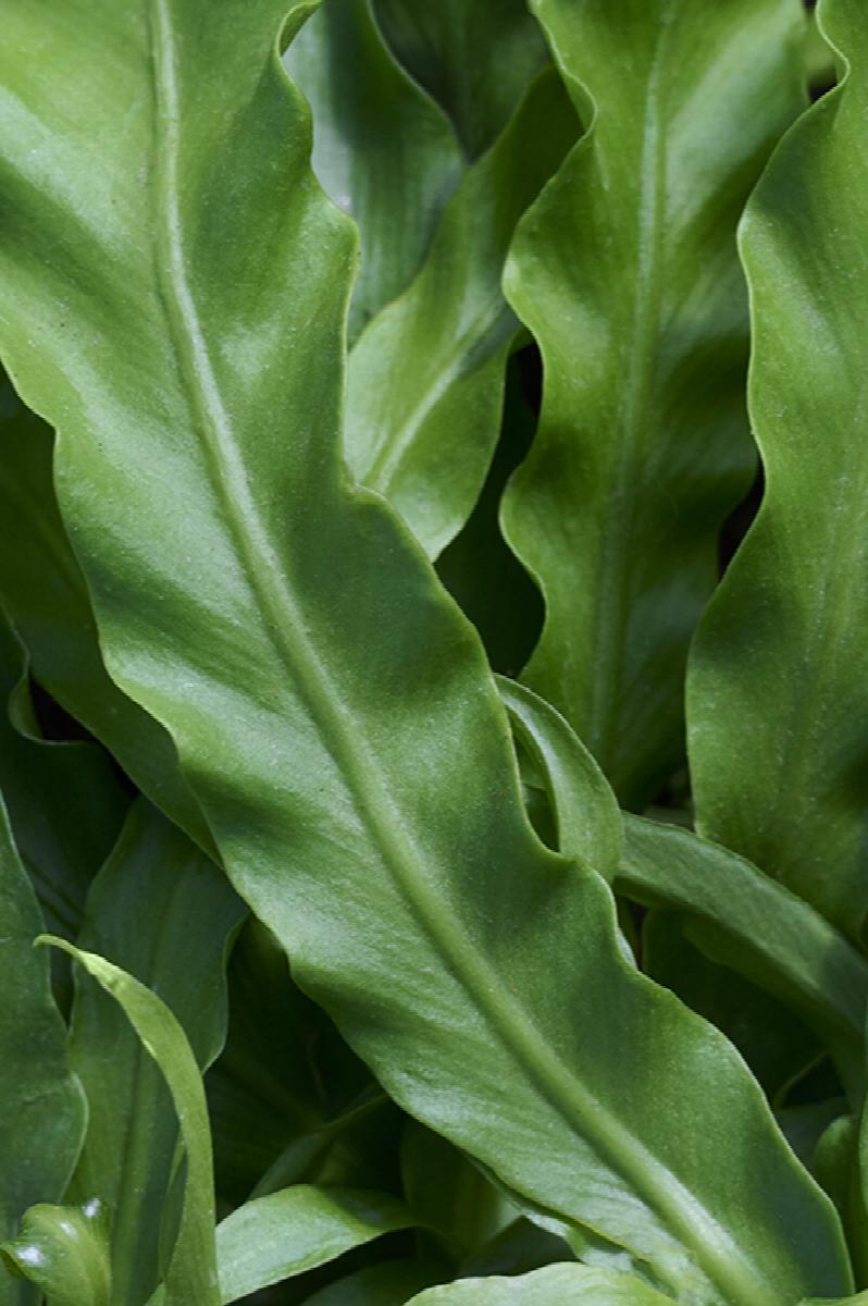 large birds nest fern Bird's Nest Fern