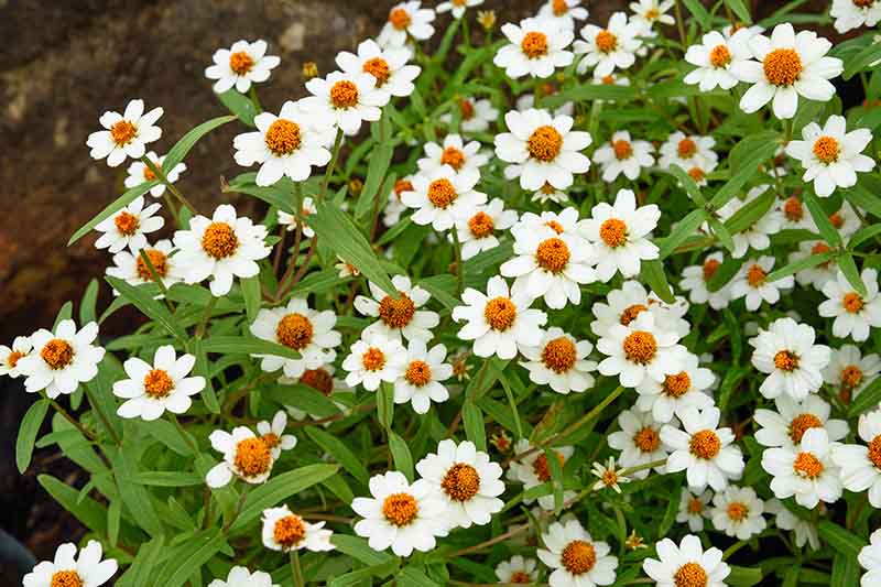 Melampodium, Blackfoot Daisy