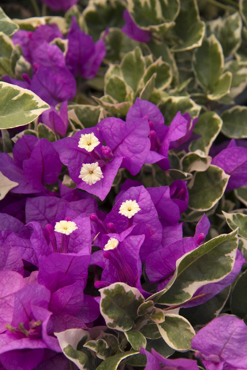 Blueberry Ice Bougainvillea