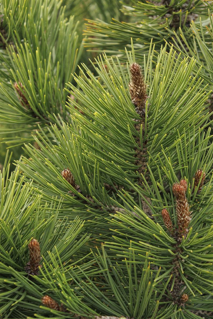 Bosnian Pine