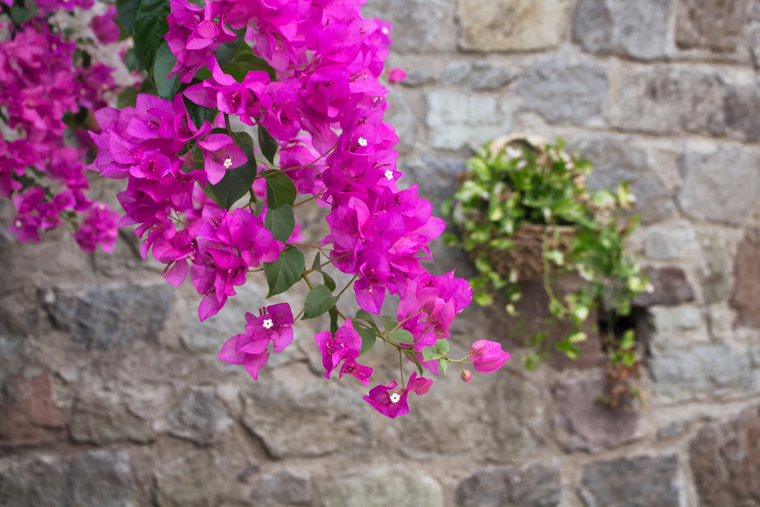 Bouganvillea