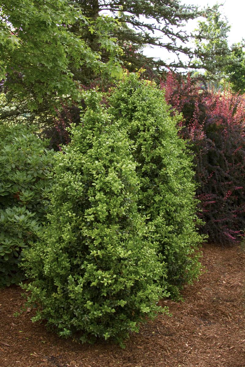 Green Tower® Boxwood