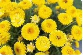 5" Fancy Bracteantha Granvia Strawflower