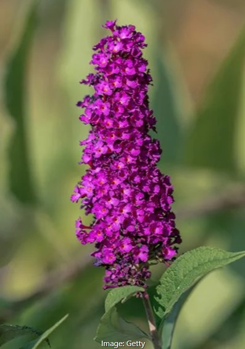 Summer Bird® Magenta Butterfly Bush