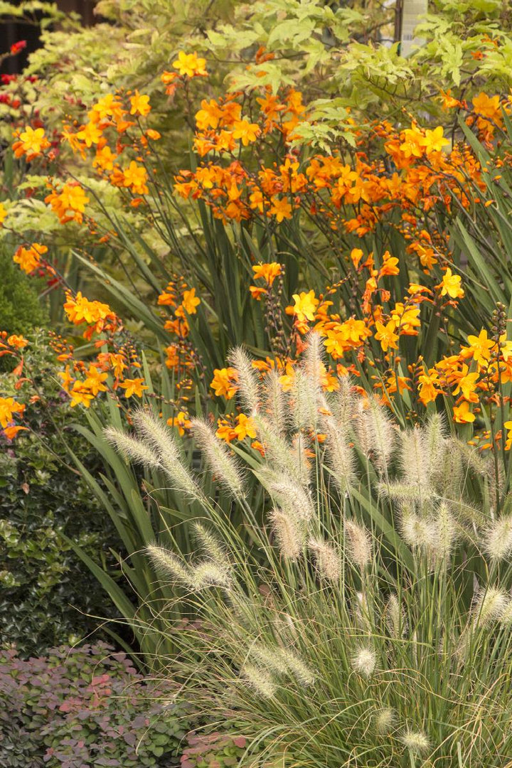Little Bunny Dwarf Fountain Grass