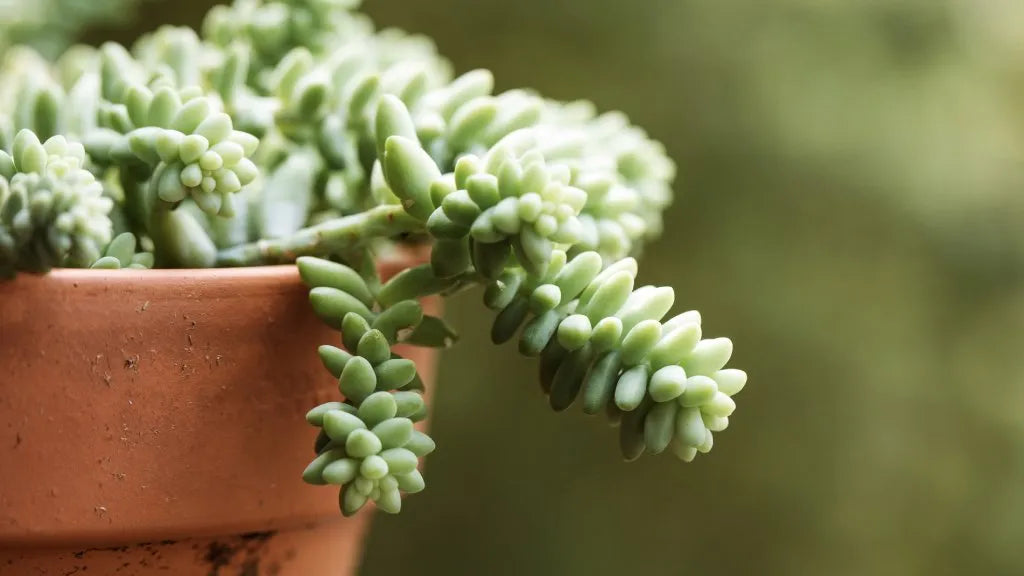 succulent donkey Donkeys Tail Succulent