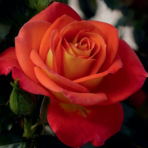ROSE BURST OF JOY