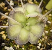 Butterwort, pinguicula