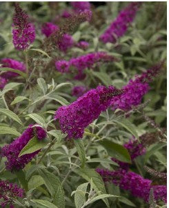 Butterfly bush “Miss Ruby”