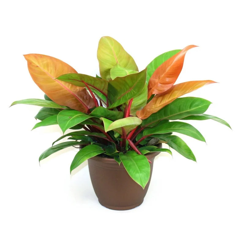 philodendron prince of red Philodendron Prince of Orange