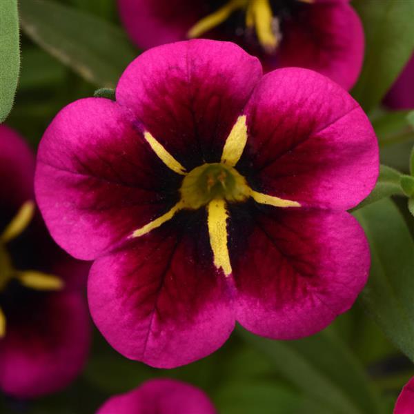Cabaret® Good Night Kiss Calibrachoa