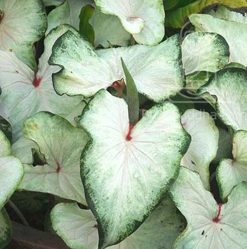 Caladiums Strap Leaf