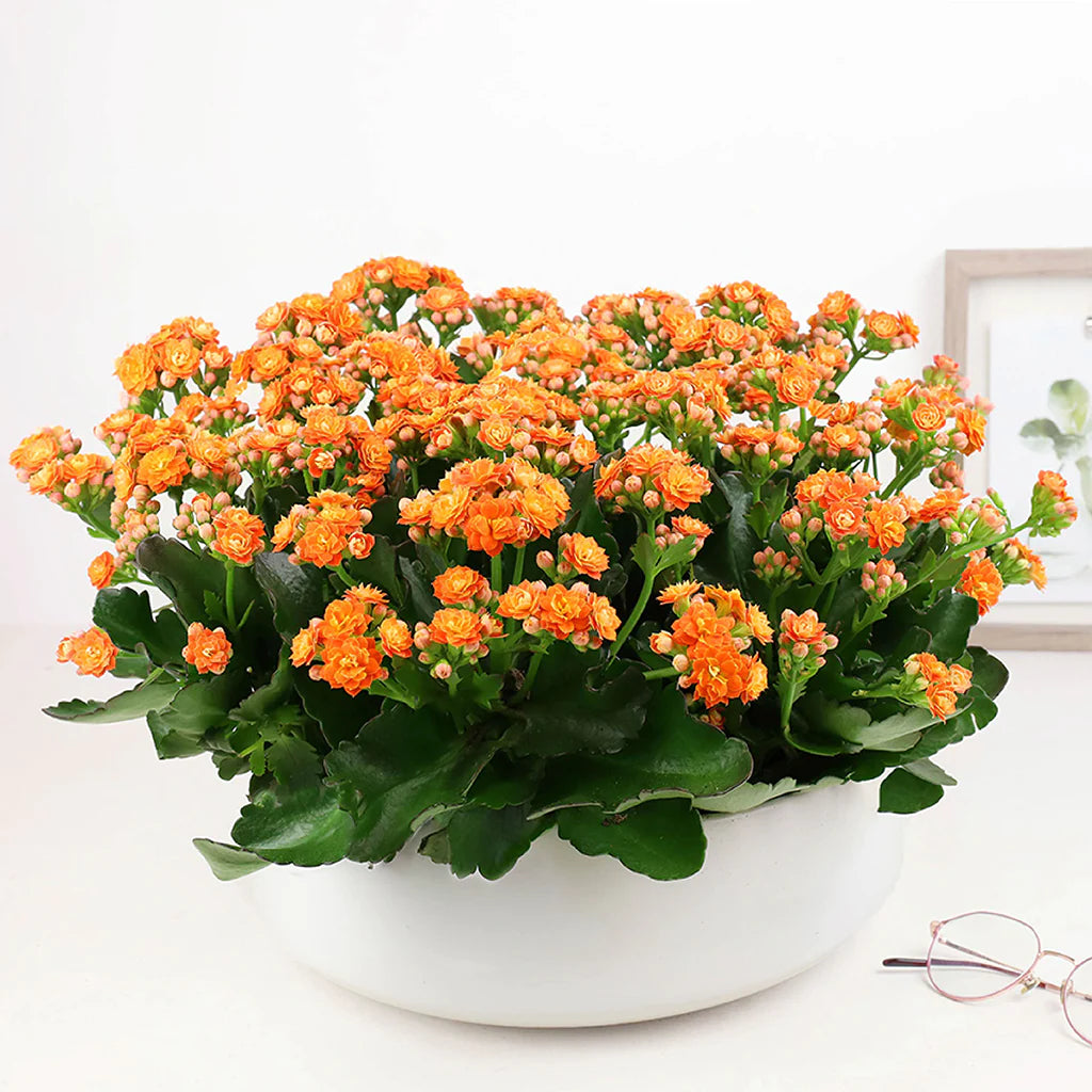KALANCHOE ROSE FLOWER