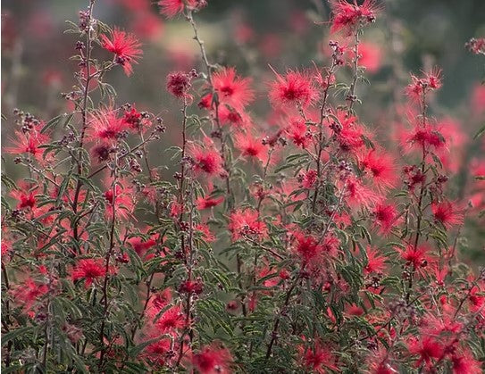 Calliandra californica 'Mexicali Rose'