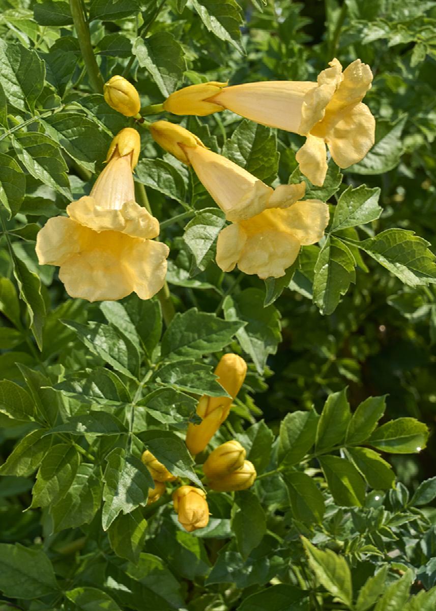 Yellow Trumpet Vine | Little Red Nursery, LLC, image size:857x1200