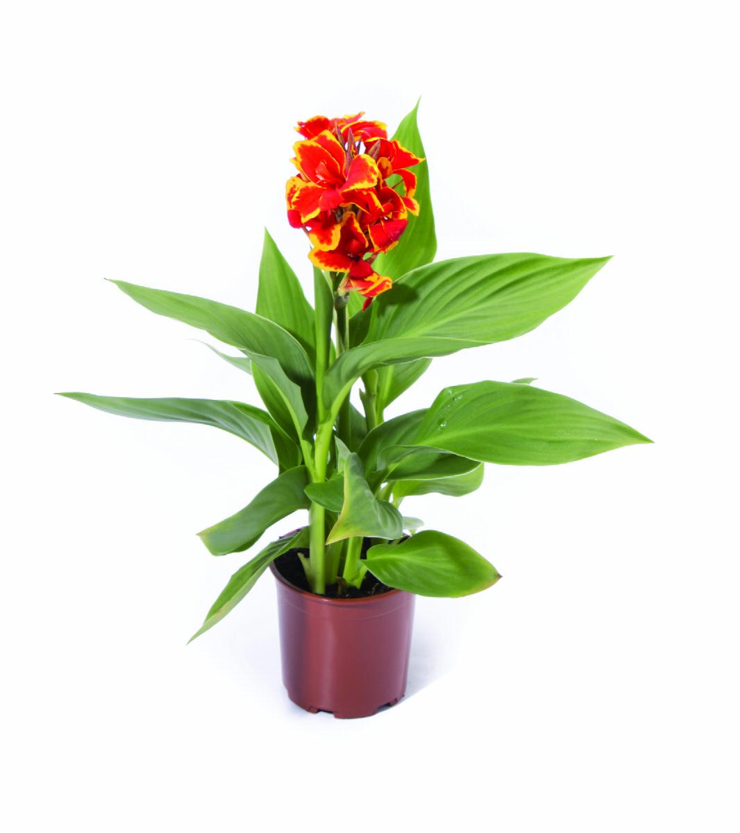 Cannova® Red Golden Flame Canna Lily
