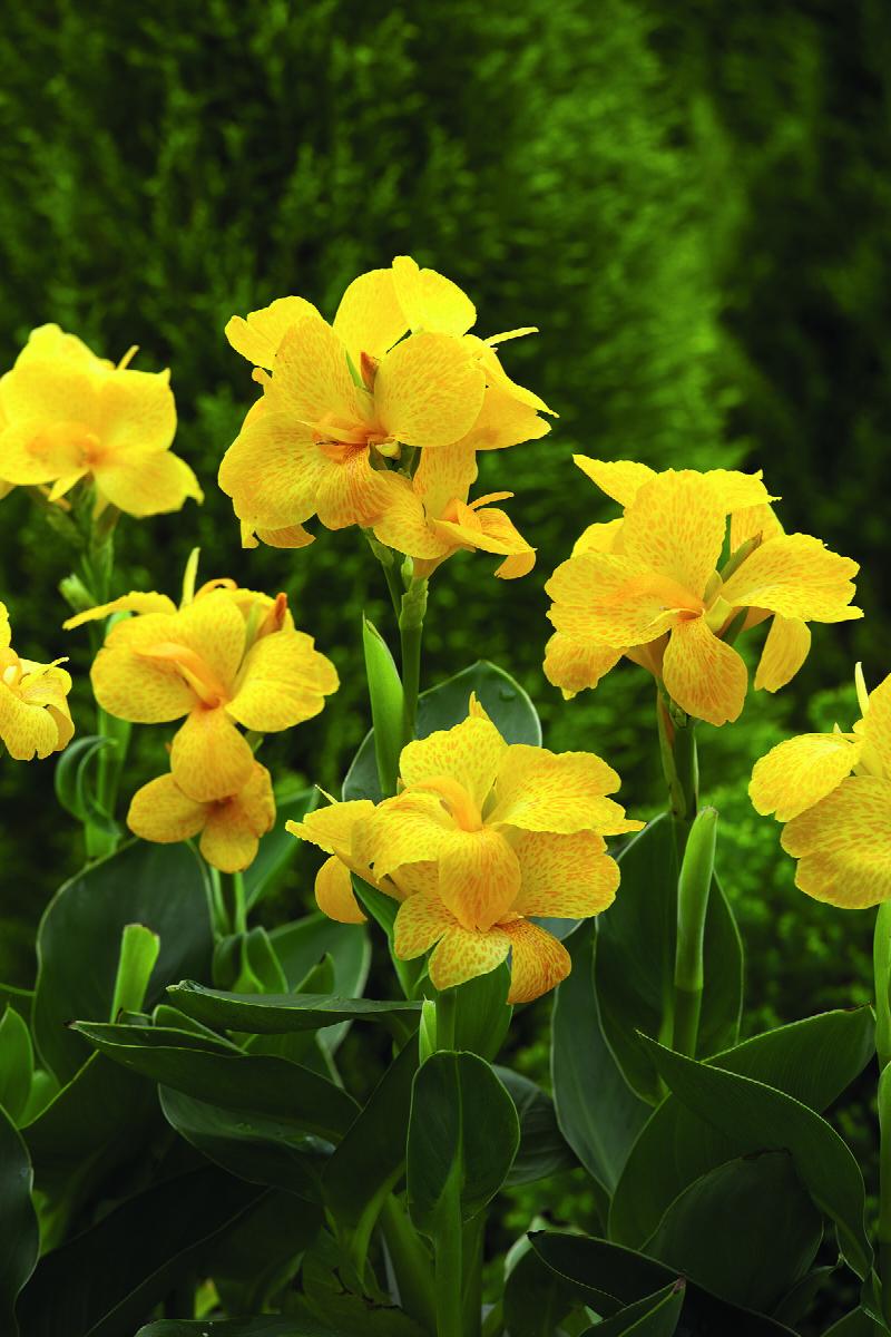 South Pacific Yellow Canna Lily