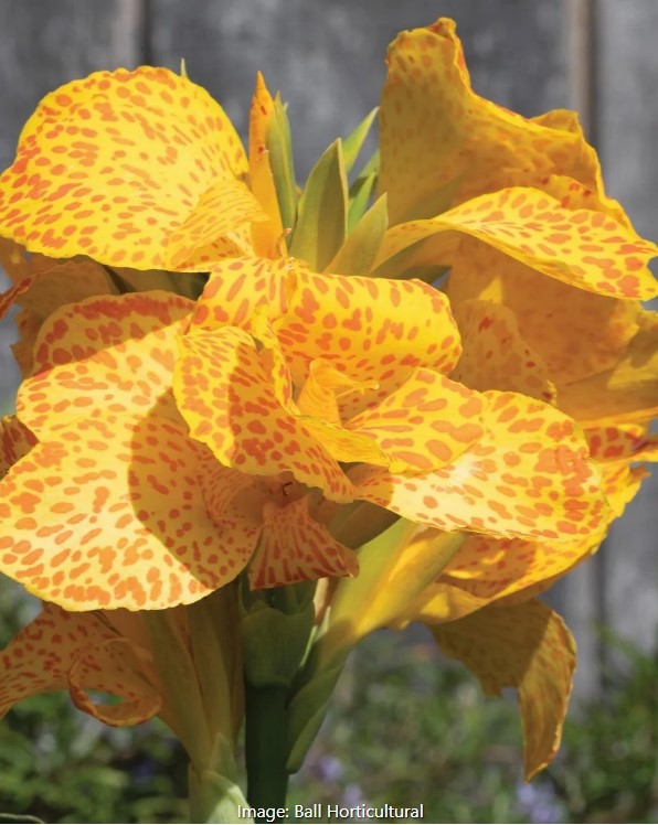 Cannova® Gold Leopard Canna Lily