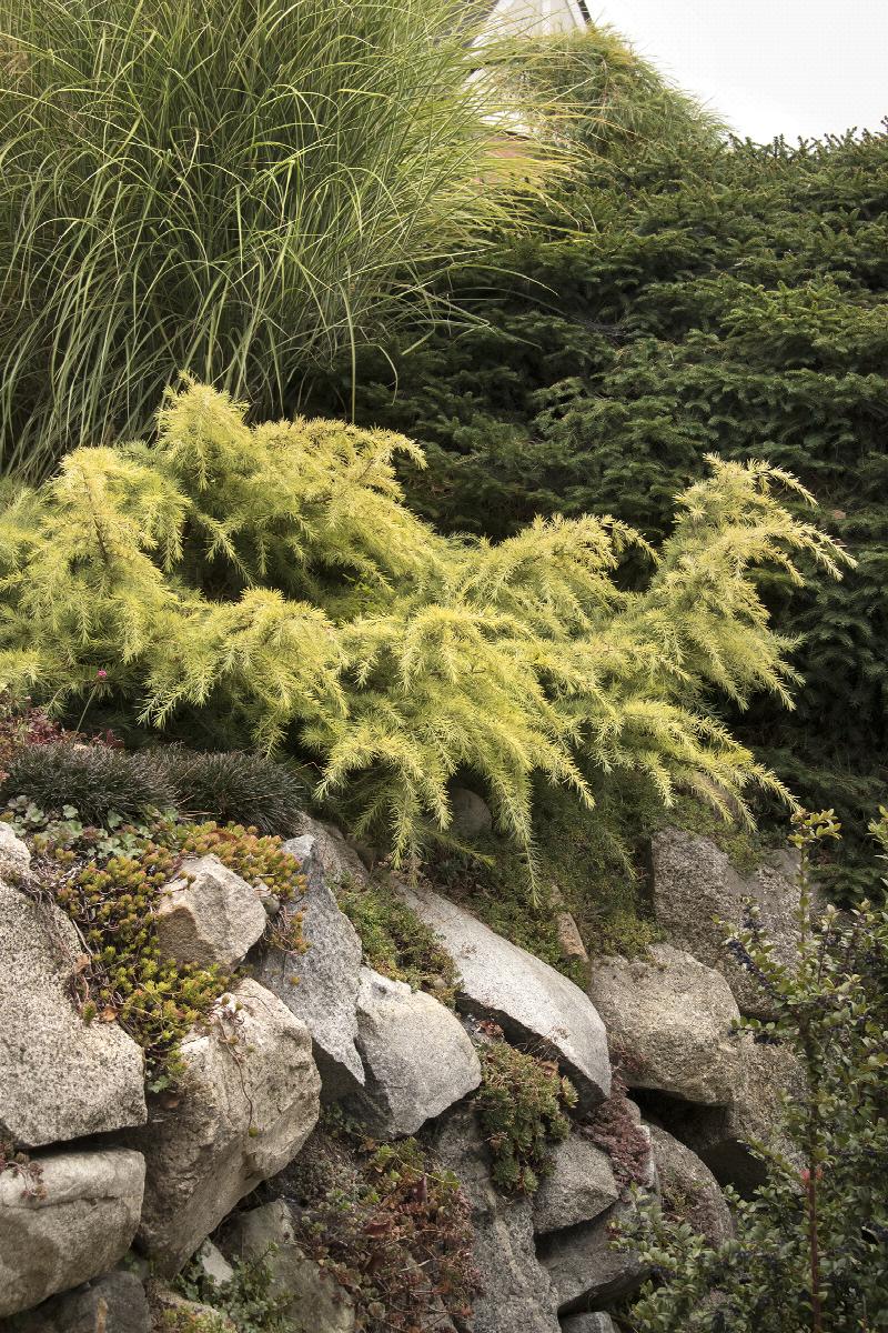 Feelin' Sunny® Deodar Cedar