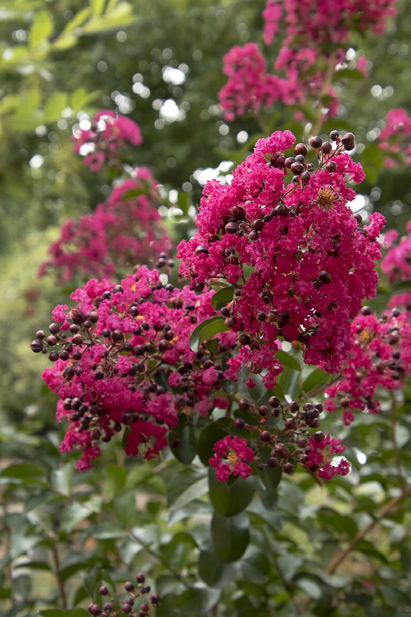 Centennial Spirit Crepe Myrtle
