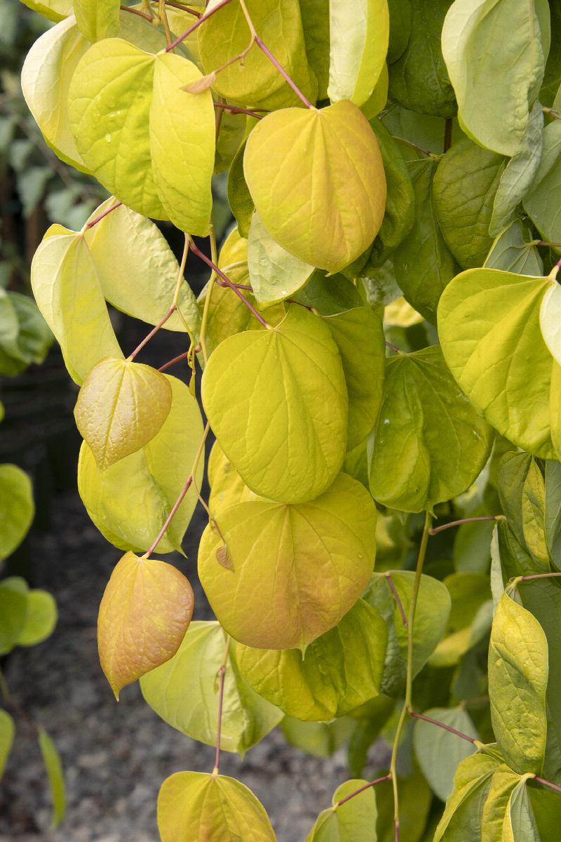 Golden Falls® Redbud