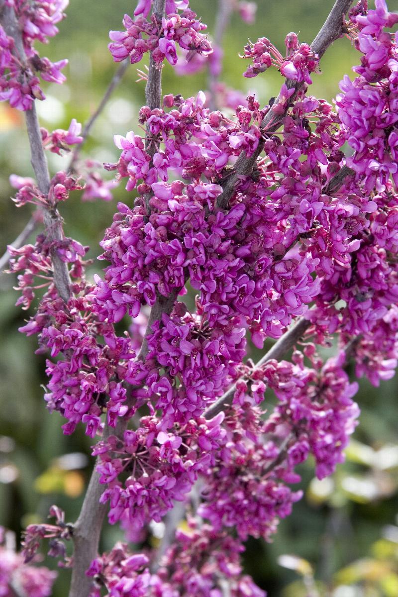 Oklahoma Redbud