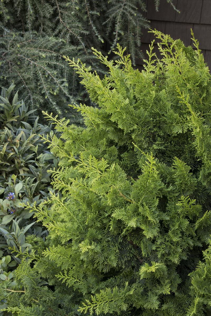 Jade Waves™ Fernspray False Cypress