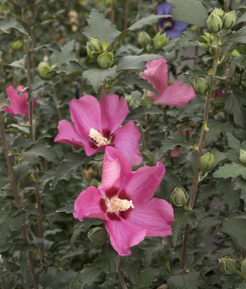 Chateau™ de Chambord Rose of Sharon