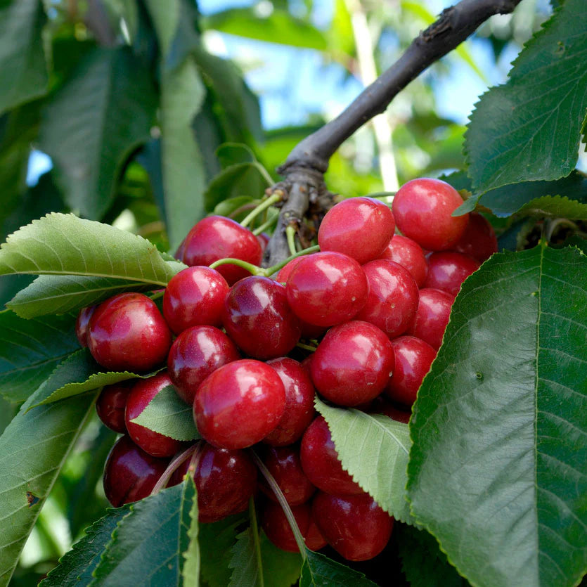 Cherry 'Bing' Tree