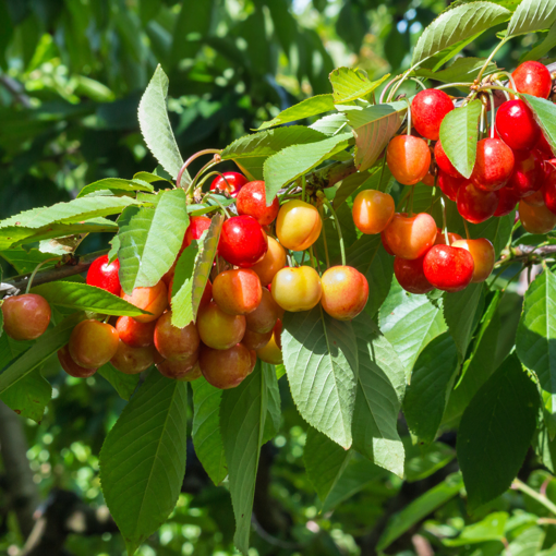 Cherry 'Rainier' Tree