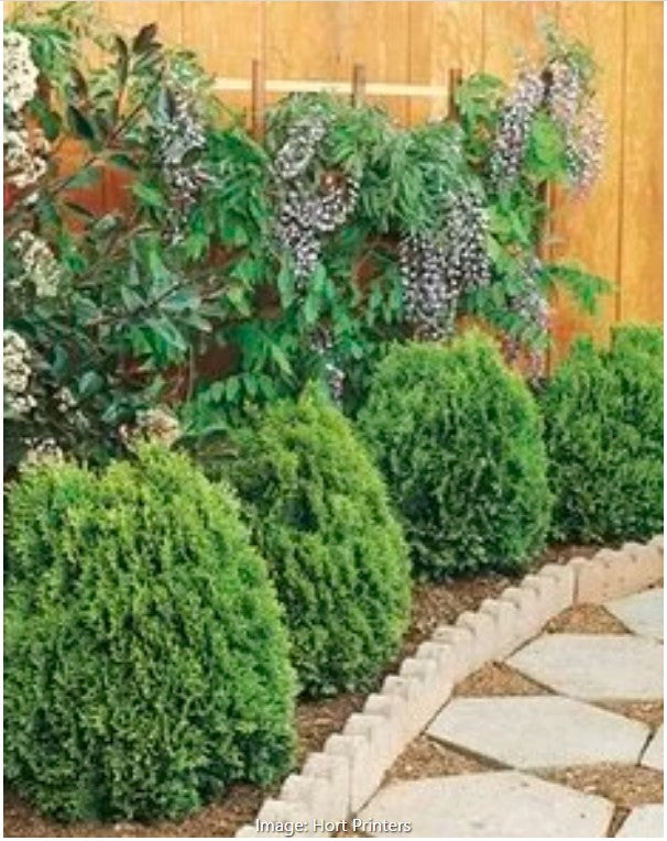 Westmont Chinese Arborvitae