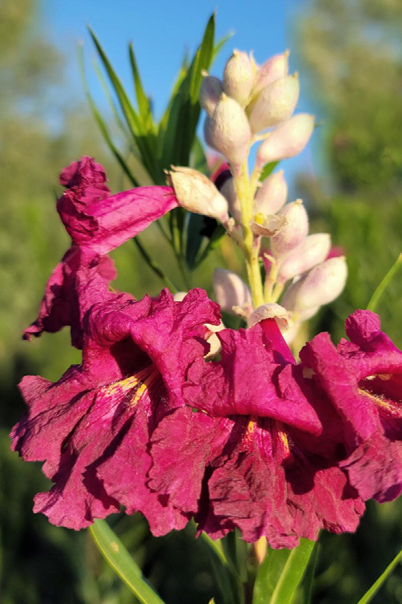 Sweet Bubba Desert Willow