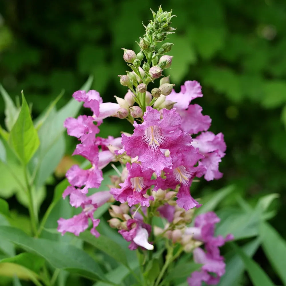 Chitalpa Proven Winners Color Choice 'El Niño' NEW 2025