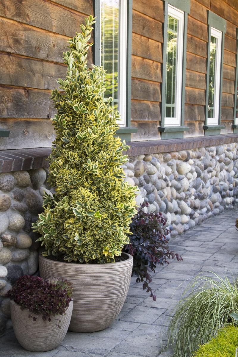 Chollipo Euonymus | Little Red Nursery, LLC