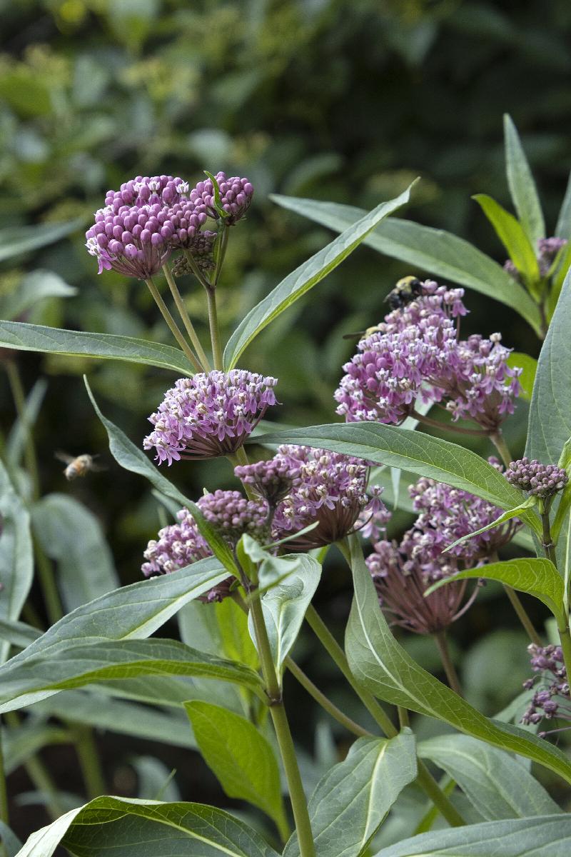 Cinderella Milkweed