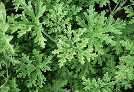 Citronella Geranium / Mosquito Plant 10” Hanging Basket