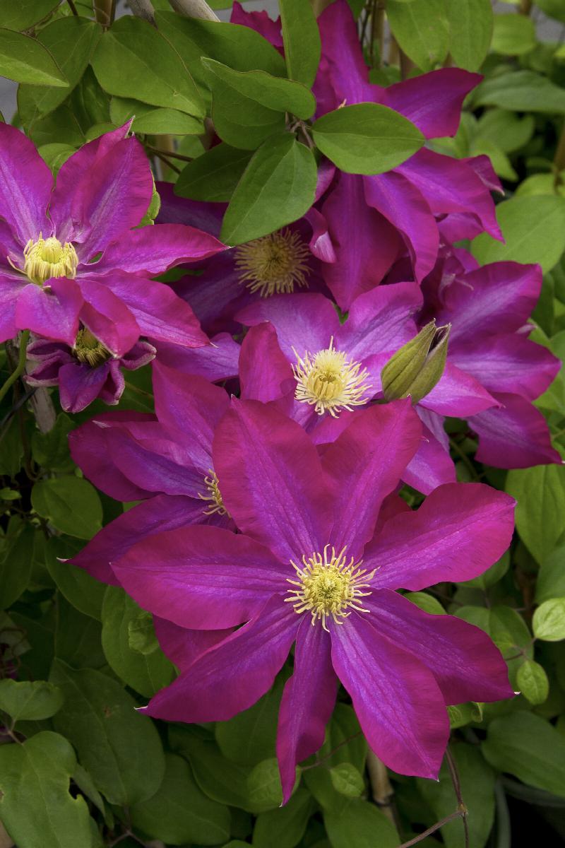 Clematis x 'Kakio' Pink Champagne