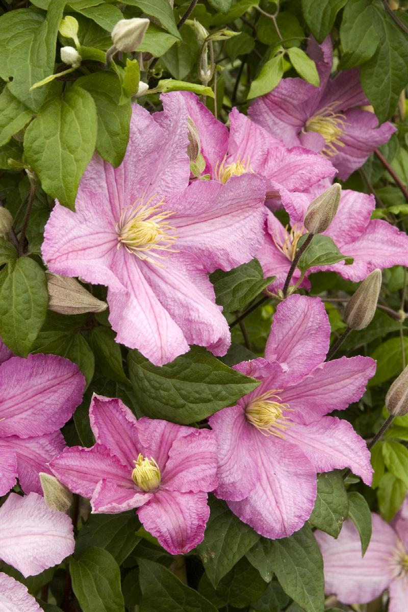 Comtesse De Bouchaud Clematis