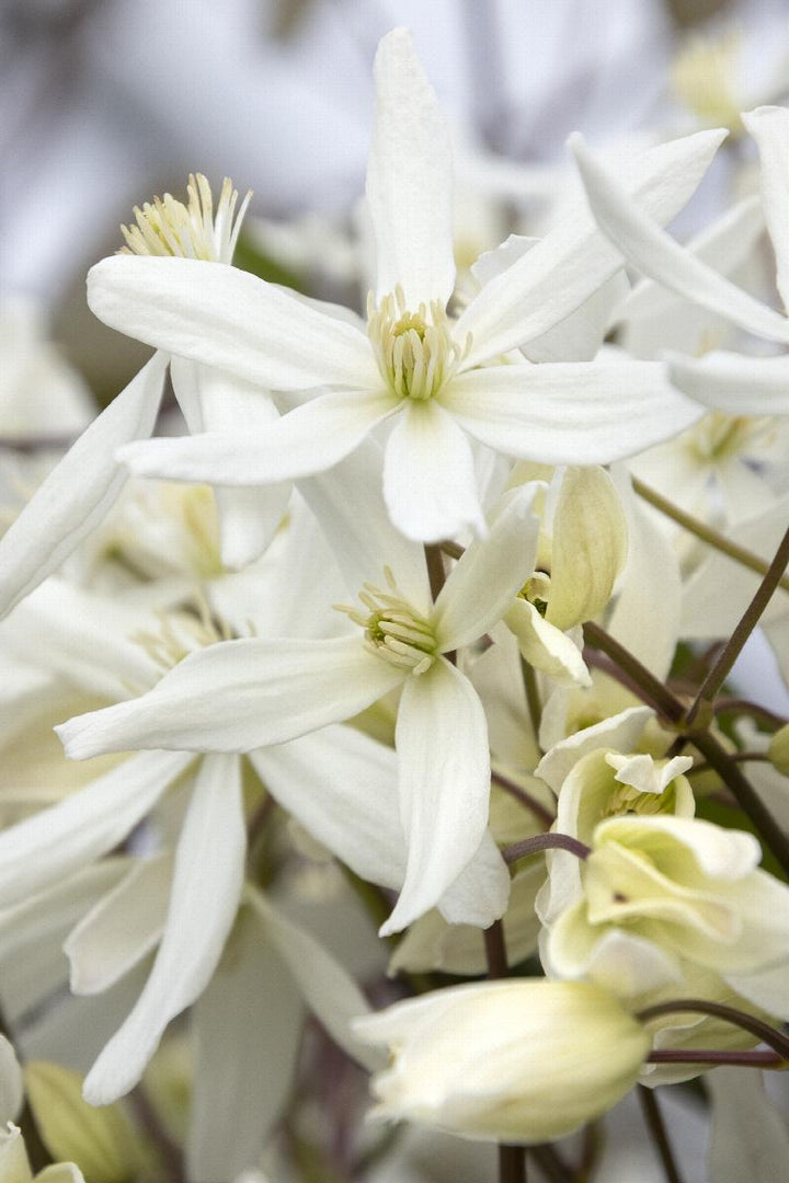Clematis armandii