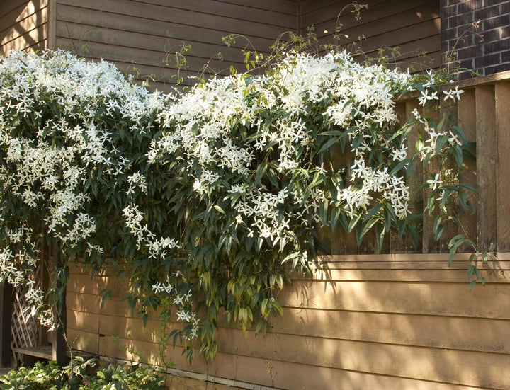 Clematis armandii