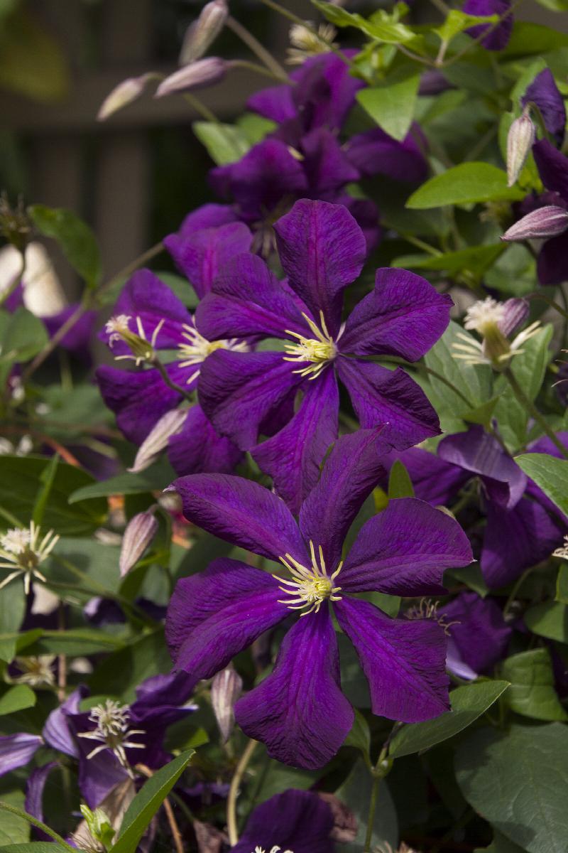 Jackman Clematis | Little Red Nursery, LLC