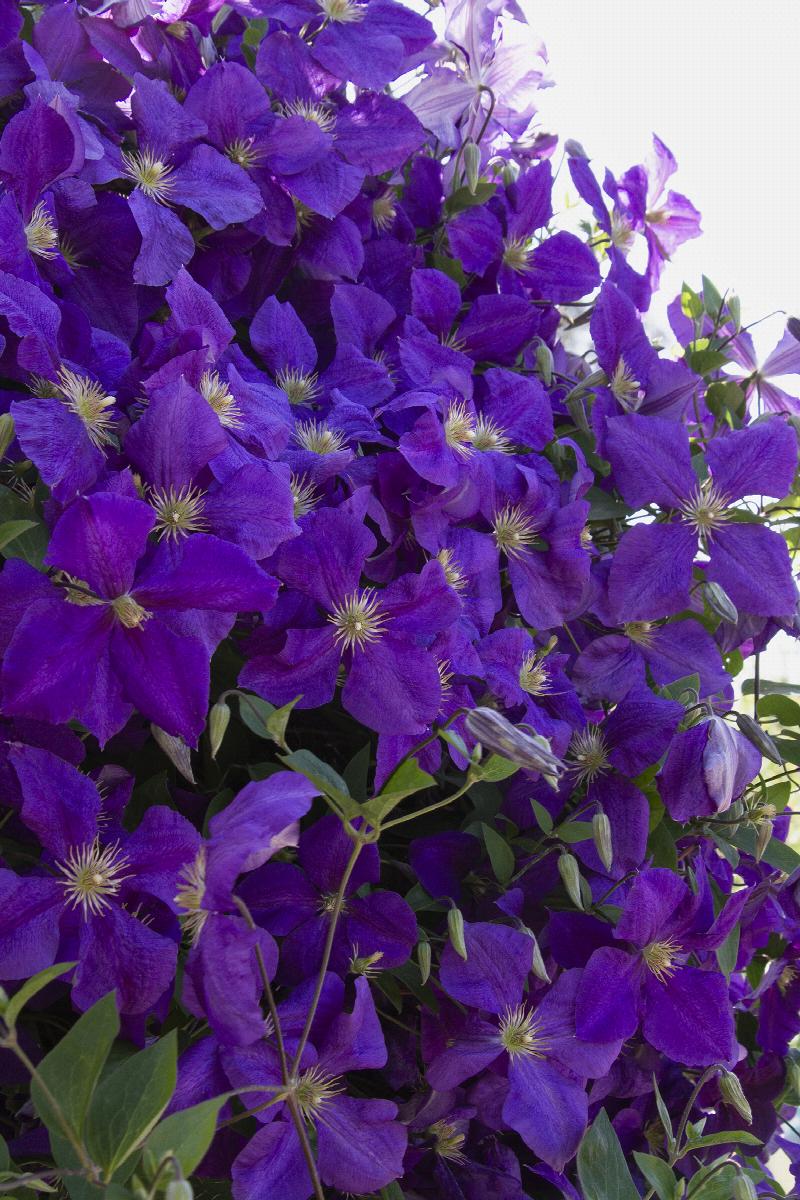 Clematis jackmanii 'Superba'