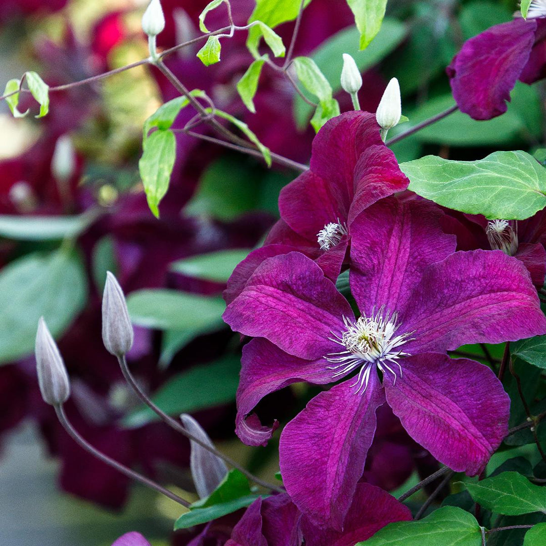 Clematis x 'Rouge Cardinal'