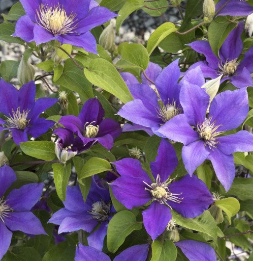 Boulevard® Olympia™ Clematis