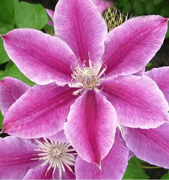 Doctor Ruppel Clematis
