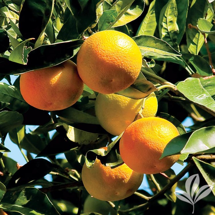 Orange Tree Clementine Mandarin
