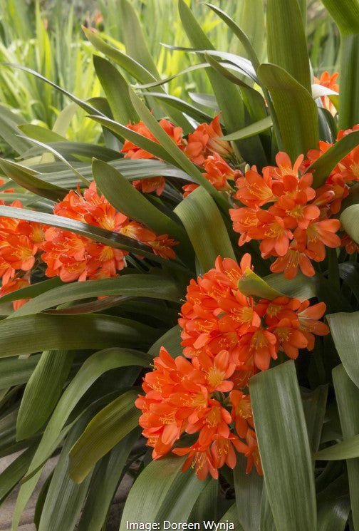 Belgian Hybrid Clivia